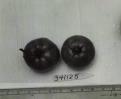 Click for 1 image(s) for this accession. FRUIT